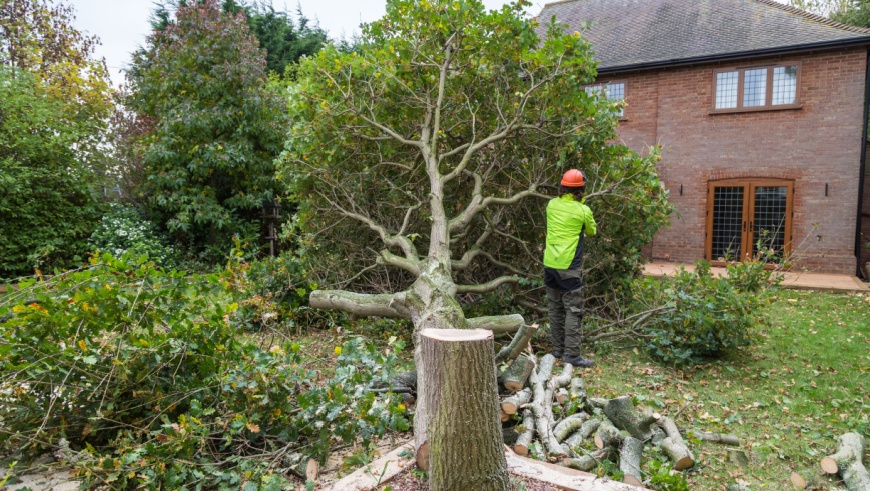 Tree Removal Services