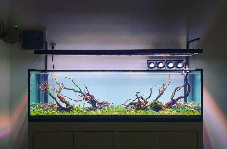 Fish Aquarium Tank