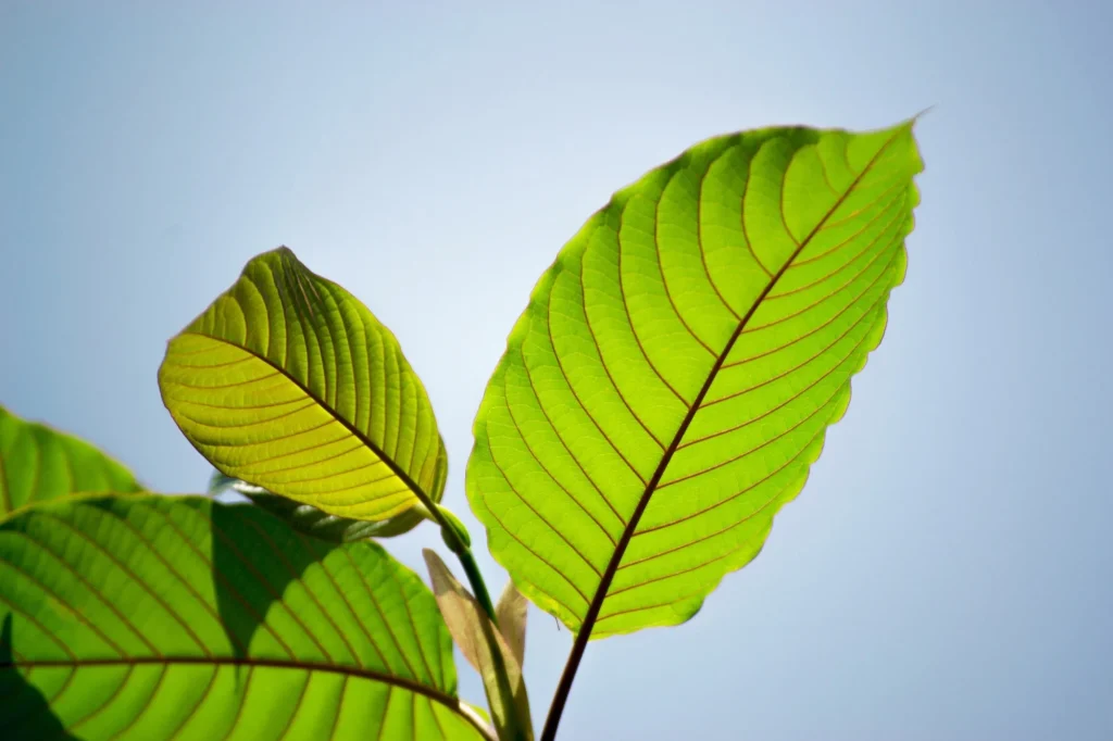 Kratom Strains